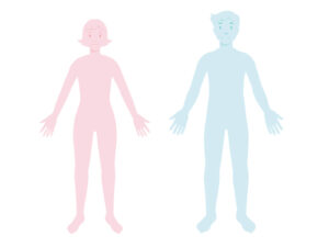 男女の人体