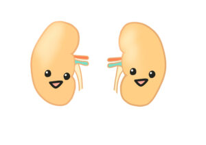 腎臓